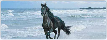  - E&M Natural Horse Training
